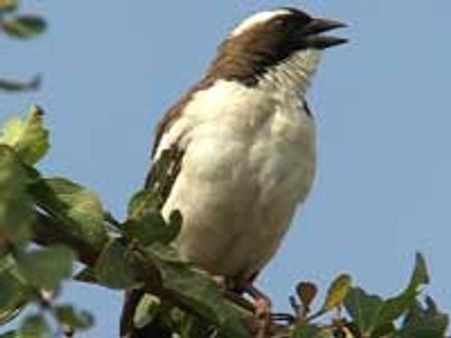 ಎದೆತುಂಬಿ ಹಾಡುವ ಅಮೆರಿಕನ್ನಡಿಗರ ರಿಯಾಲಿಟಿ ಶೋ