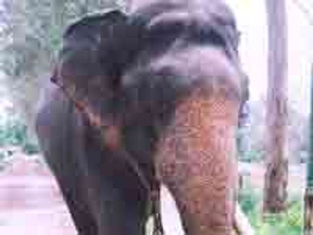 ದಸರಾ: ಸಂಭ್ರಮದ ಗಜಪಯಣಕ್ಕೆ ಸಿದ್ಧತೆ