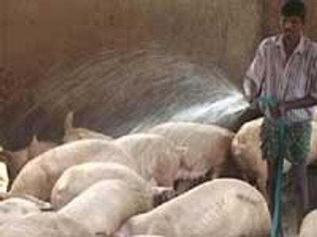 ಮಂದಿಗೆ ಹಂದಿಜ್ವರ, ಹಂದಿ ಉದ್ಯಮಕ್ಕೆ ಬರೆ!