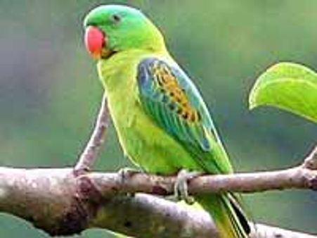 ಓ ಅರಗಿಣಿ ಸವಿ ಮಾತೊಂದ ನುಡಿವೆಯಾ