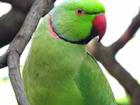 ವಚನ, ಕವನ, ಚಿತ್ರಗೀತೆ, ಗಾದೆಗಳಲಿ ಗಿಣಿವರ್ಣನೆ