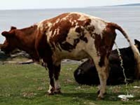 ರೋಗ ನಿರೋಧಕ ಶಕ್ತಿ ಹೆಚ್ಚಿಸುವ ಗೋಮೂತ್ರ