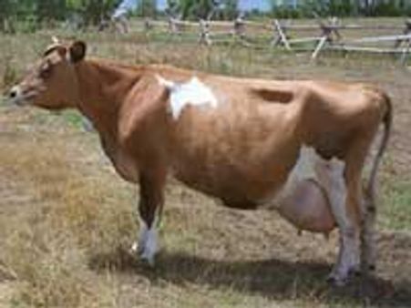 ಸರ್ಪದೋಷ ನಿವಾರಣೆಗೆ ಗೋವನ್ನು ಸಾಕಿರಿ