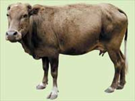 ಗೋಹತ್ಯೆ ವಿಧೇಯಕ ಮಂಡನೆ ಸಿದ್ಧ