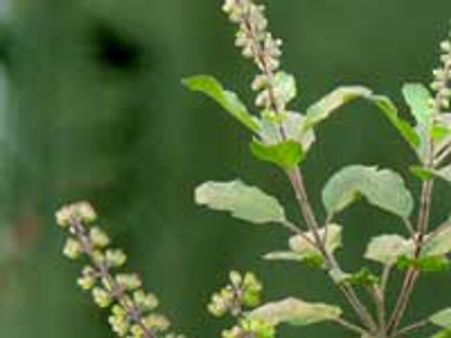 ಮನೆಗೊಂದು ಸುಗಂಧ ಸಸ್ಯಗಳ ಕೈತೋಟ