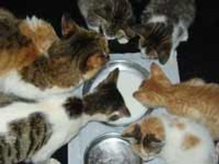 ಬೆಕ್ಕುಗಳ ಪಾಲನೆ, ರಕ್ಷಣೆ ಕುರಿತ ವಿಚಾರ ಸಂಕಿರಣ