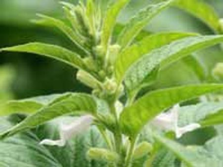 ಎಳ್ಳಿನಲ್ಲೇನಿದೆ ?ತಿನ್ನುವುದರಿಂದ ಏನು ಲಾಭ?