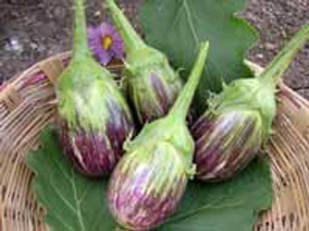 ಕುಲಾಂತರಿ ಬದನೆಗೆ ಕರ್ನಾಟಕ ಕೊಕ್