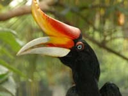 ದಾಂಡೇಲಿ ಕಾಡಲ್ಲಿ ಹಾರ್ನ್‌ಬಿಲ್ ಎಂಬ ಸುಂದರಿ!