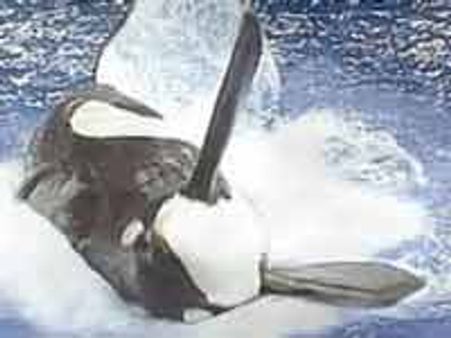 ತರಬೇತುಗಾರ್ತಿಯನ್ನು ಬಲಿ ತೆಗೆದುಕೊಂಡ ತಿಮಿಂಗಲ