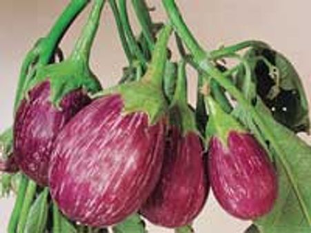 ಹಿಂಬಾಗಿಲಿನಿಂದ ಬಿಟಿ ಬದನೆ ಪ್ರವೇಶ