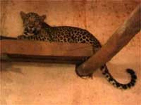 ಬ್ಯಾಡರಹಳ್ಳಿಗೆ ಬಂದು ಅಟ್ಟ ಹತ್ತಿ ಕುಳಿತ ಚಿರತೆ