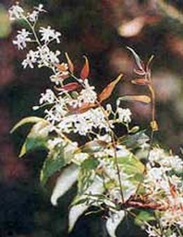 ಕಾಲನ ಹೊಳೆಯಲ್ಲಿ ತೇಲಿಬಂದ ಜಾಲ