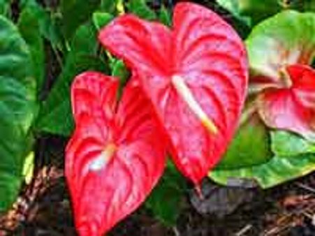 ರಾಜ್ಯದಲ್ಲಿ ನಾಲ್ಕು ಸಮಗ್ರ ಜೈವಿಕ ಕೇಂದ್ರಗಳು