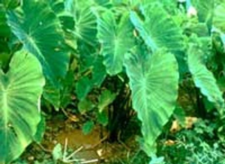 ಪುಟ್ರಂಗಿ ಫೋನೂ ಪಟೇಲ್‌ ಬ್ರದರ್ಸೂ ಪತ್ರೊಡೆ ಎಲೆಯೂ...