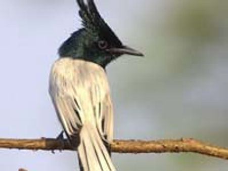 ಮಂಗಟ್ಟೆ ಹಕ್ಕಿಯನ್ನು 'ಮಣ್ಣು' ಮಾಡಿದ ಭಟ್ಟರು