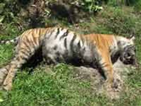 ಹುಲಿ ಸಾವಿಗೆ ಸಯನೈಡ್ ಕಾರಣ?