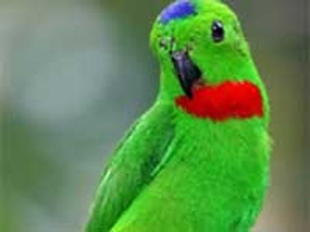 ಬಿಬಿಎಂಪಿ ಫಲಿತಾಂಶ: ಓದುಗರ ಗಿಣಿಶಾಸ್ತ್ರ