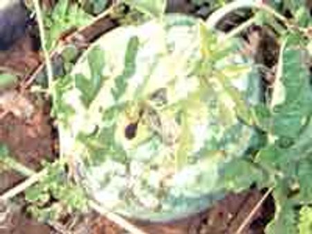 ಖಾಸಗಿ ಕಂಪನಿ ಹಣದ ದಾಹಕ್ಕೆ ಕಲ್ಲಂಗಡಿ ಬಲಿ