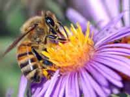 ಕನ್ನಡ ಅನುವಾದ : ಸ್ಪರ್ಧೆಯಲ್ಲದ ಸ್ಪರ್ಧೆ