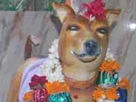 ಕರ್ನಾಟಕದಲ್ಲಿ ನಾಯಿಗೊಂದು ದೇವಸ್ಥಾನ