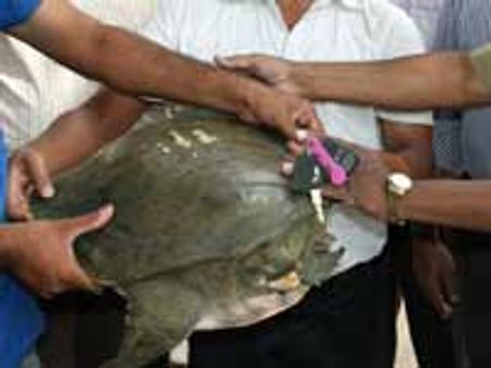 ಸಾವಿಗೆ ಹತ್ತಿರವಾಗಿದ್ದ ಆಮೆಯ ರಕ್ಷಣೆ...