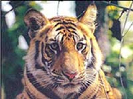 ರಾಜ್ಯದಲ್ಲಿ ಹುಲಿಮರಿಗಳ ಸಂಖ್ಯೆ ವೃದ್ಧಿ