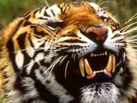 ತಡಿಯಂಡಮೋಲ್ ನಲ್ಲಿ ಹುಲಿ, ಚಾರಣಿಗರಿಗೆ ಎಚ್ಚರಿಕೆ