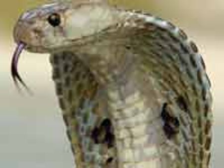 ಹಾವು ಕಡಿತಕ್ಕೆ ವಿಶ್ವ ಆರೋಗ್ಯ ಸಂಸ್ಥೆ ಮದ್ದು