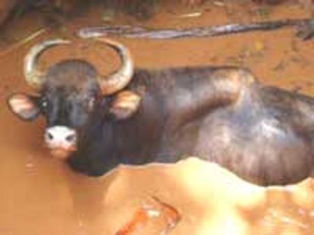 ಮೈಸೂರು ಜೂನಲ್ಲಿ ಅನೇಕ ಪ್ರಾಣಿಗಳ ದತ್ತು ಸ್ವೀಕಾರ