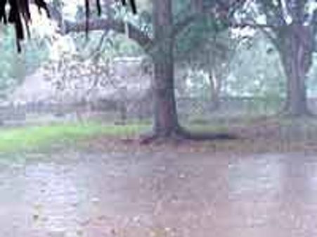 ಬೆಂಗಳೂರಿನಲ್ಲಿ ಮರಗಳನ್ನು ಕಡಿಯಲು ಕರೆ