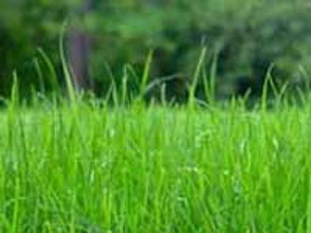 ಇವತ್ತಿನ ಗ್ರಾಸ - grass!