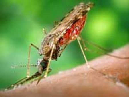 ಗುಳಿಗೆ ನುಂಗಿ ಕುಸಿದುಬಿದ್ದ 40 ಮಕ್ಕಳು