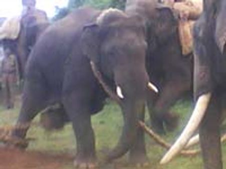 ಮಾಗಡಿಹಳ್ಳಿಯಲ್ಲಿ ಸೆರೆಸಿಕ್ಕ ಪುಂಡ ಕಾಡಾನೆ