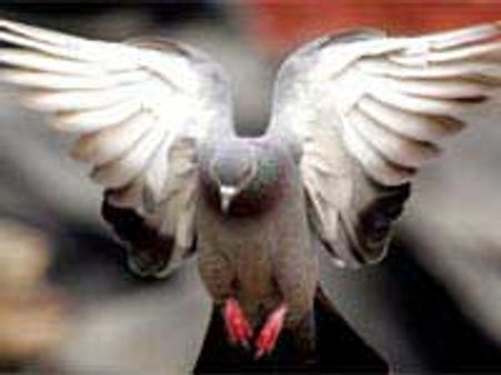 ಇಂಗ್ಲೆಂಡ್ ಗೆಲ್ಲದಿರಲು ಮಾಟದ ಪಾರಿವಾಳ ಕಾರಣ?