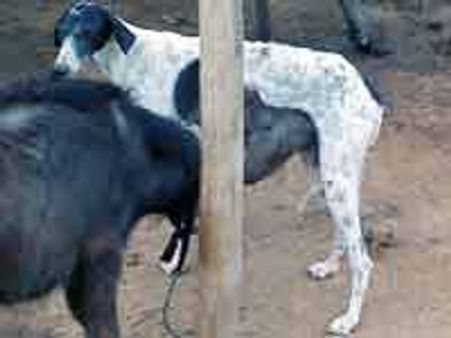 ವೈಚಿತ್ರ್ಯ: ನಾಯಿ ಹಾಲು ಕುಡಿವ ಎಮ್ಮೆಕರು