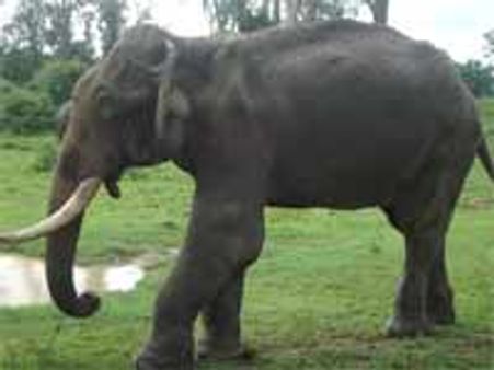 ದುಬಾರೆಯಲ್ಲಿ ಚಿಕಿತ್ಸೆಗಾಗಿ ಕಾದಿದ್ದಾನೆ ಲಕ್ಷ್ಮಣ