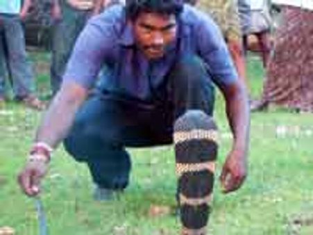 ಕಲ್ಕುರ್ಚಿಊರಿಗೆ ಬಂದಿದ್ದ ಕಾಳಿಂಗ ಸರ್ಪ