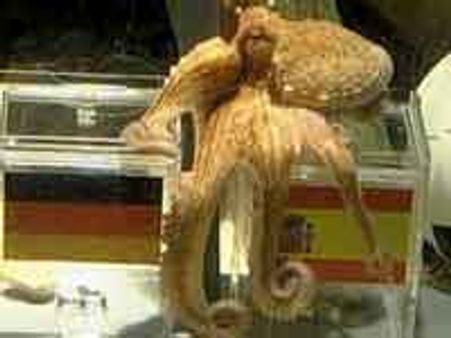 ಜರ್ಮನ್ನರಿಗೆ ಶಾಕ್ ನೀಡಿದ ಅಕ್ಟೋಪಸ್ ಭವಿಷ್ಯ