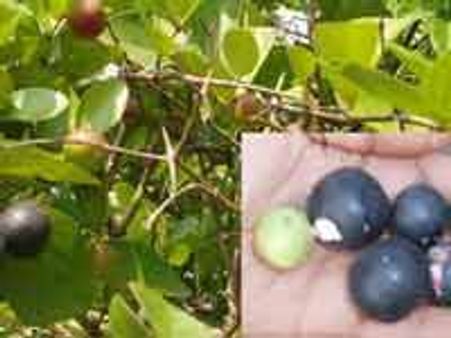 ಕಾಡು ಫಲಗಳು!