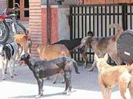 ಪ್ರಾಣಿಗಳಿಗೂ ಚಿತಾಗಾರ, ಬಿಬಿಎಂಪಿ ಹೊಸ ಅವತಾರ