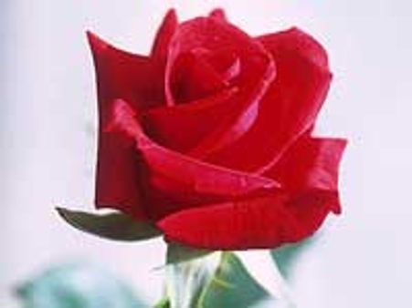 ಮೇಷ-ಮಕರ, ಸ್ತ್ರೀ-ಪುರುಷರ ರಾಶಿಫಲ