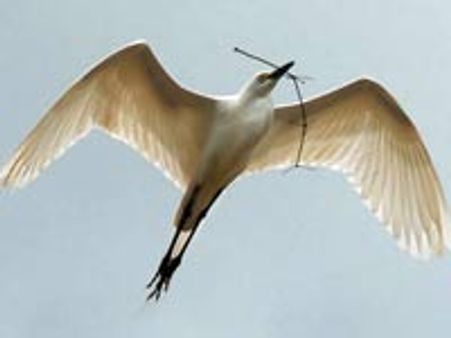 ಬೆಳ್ಳಕ್ಕಿಗಳೀಗ ಕೊಡಗಿನ ಅತಿಥಿ