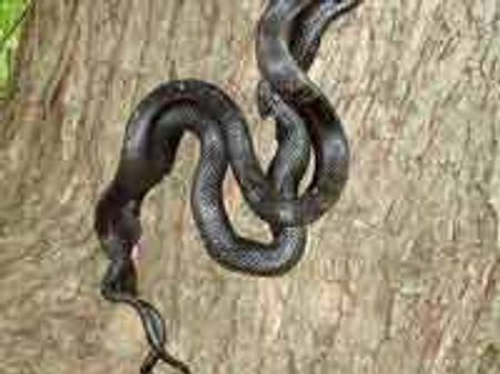 ಪ್ರಾಣಕ್ಕೆ ಎರವಾದ ಹಾವುಗಳ ಮಿಲನ