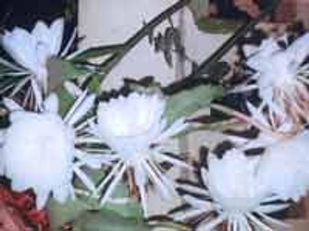 ಎರಡು ಡಜನ್‌ ಕೆಸರಿಲ್ಲದ ಕಮಲಗಳು ಅರಳಿದ ವೇಳೆ...