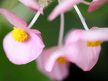 ದಟ್ಸ್ ಕನ್ನಡ ಹೂವಿನಂಗಡಿ 24/7