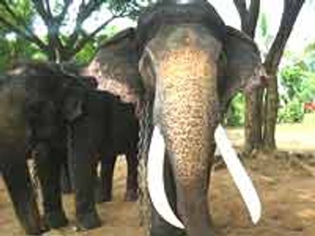 ಗಜರಾಜನಿಗೆ ಭಾರತದ ಪಾರಂಪರಿಕ ಪ್ರಾಣಿ ಸ್ಥಾನ