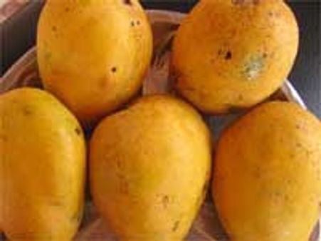 ವೈನ್ ಪ್ರಿಯರಿಗೆ ಸಿಹಿಸುದ್ದಿ; ಬಂದಿದೆ ಮಾವಿನ ವೈನ್