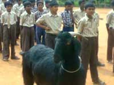 ಈ ಮೇಕೆಯನ್ನಾದರೂ ನೋಡಿ ಬುದ್ಧಿ ಕಲೀರೋ!