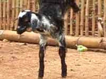 ಎರಡೇ ಕಾಲಿನ ಜಾಣ ಕುರಿಮರಿ ಕಥೆ